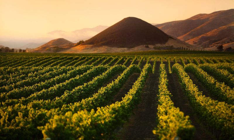 View of vineyards with rolling hills in the background