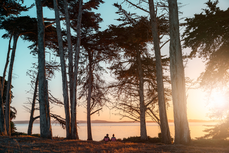 Couple sitting amongst tall trees overlooking the ocean at sunset