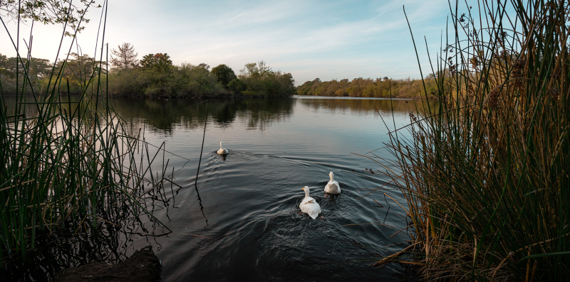 Lagoon lined with trees and birds swimming