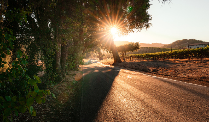 Car driving on rural road in with vineyards on either side