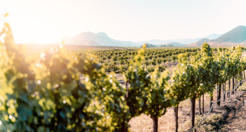 View of a Vineyard in Edna Valley, San Luis Obispo County, California