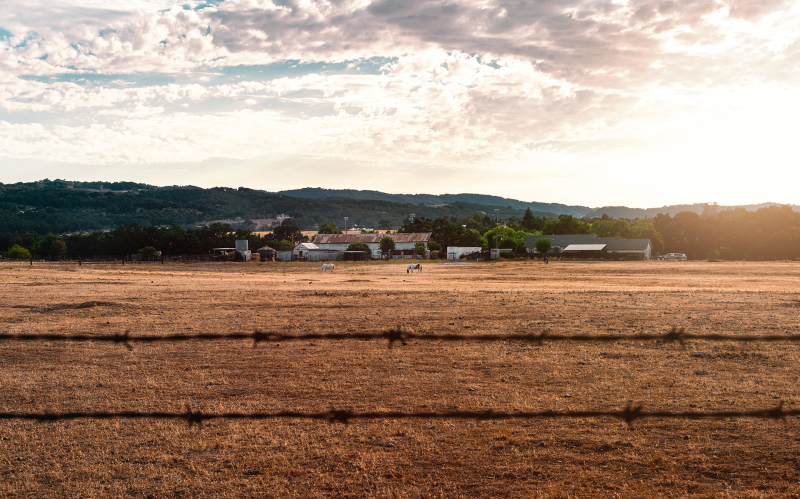 Scenic view of horses on a ranch in Templeton, San Luis Obispo County, California