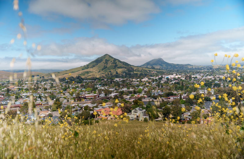 Hill view with mountains in background and wildflowers in foreground