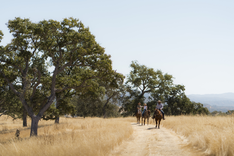 Group of three people with cowboy hats riding horses through field