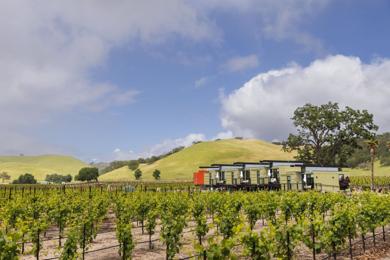 Vineyard with vines, blue sky, and green hills