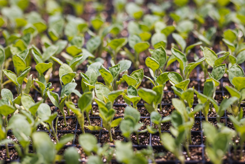 Close up of green leafy plants growing up from soil