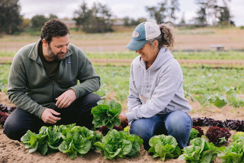 Two people picking a head of lettuce