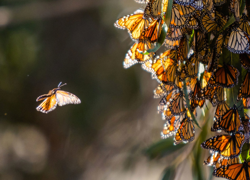 Monarch Butterfly Grove in Pismo Beach