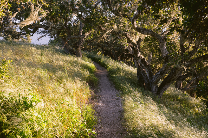 Single track trail through oak trees