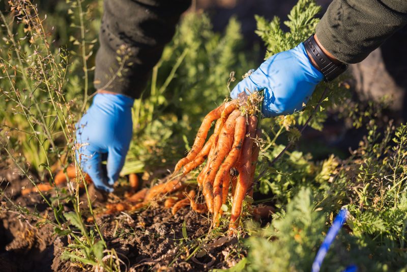 Picking Carrots at Talley Farm