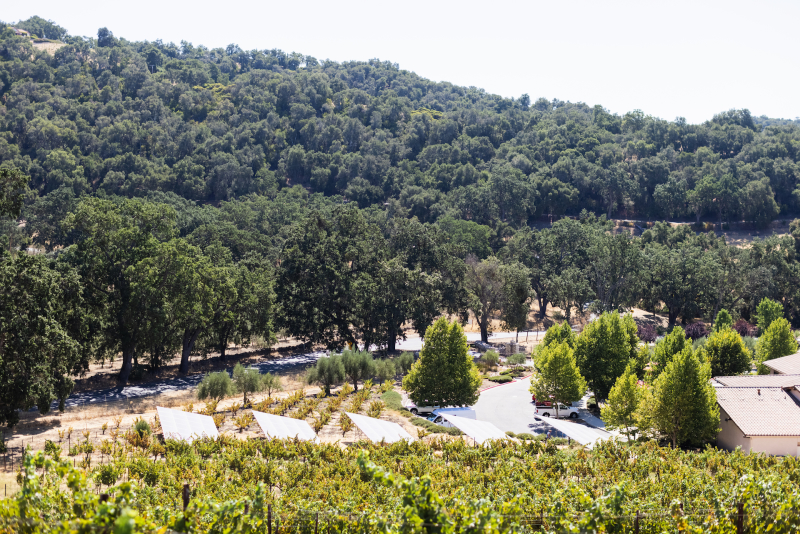Tablas Creek Vineyard