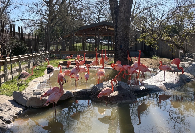 Pink flamingos in their inclosure at the Central Coast Zoo