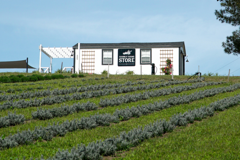 Exterior view of the Hambly Lavender Farm Store in a field of lavender