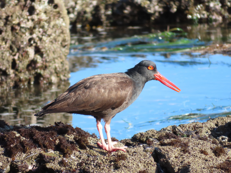 Close up of a brown and black bird with an orange beak and yellow eye on rocks near water