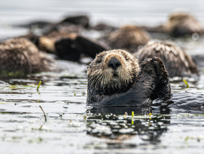 See otter looking directly ahead with other otters in background