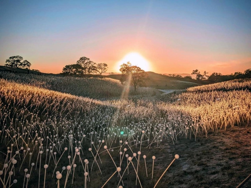 Sensorio at sunset