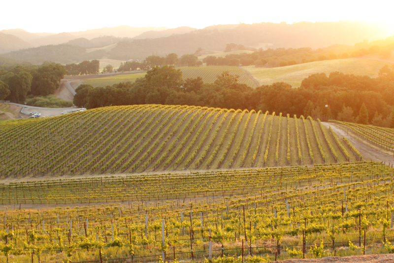 Vineyard sunset in Paso Robles
