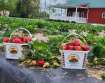 Mount Pleasant Farms Strawberry Picking
