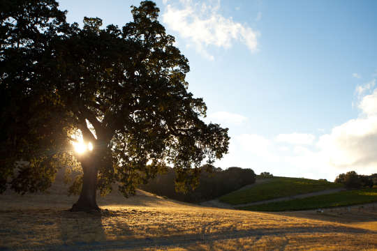 Oak-Tree-and-Hills-in-Paso_0
