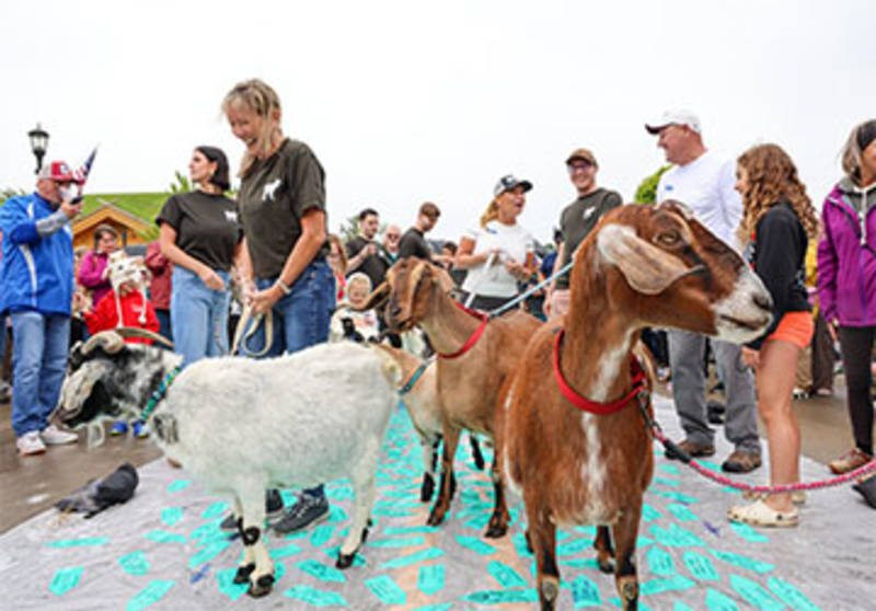 Things to do this Weekend Roofing of the Goats Parade and Festival