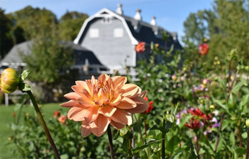 Events Dahlia Days