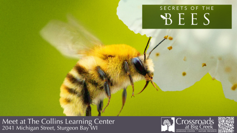 Monday Movie Matinee: “Secrets of the Bees”