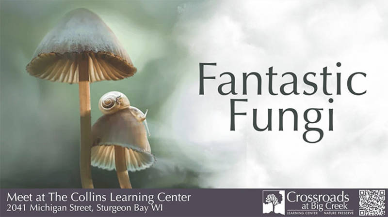 Events Fantastic Fungi