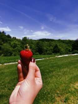 strawberry fields