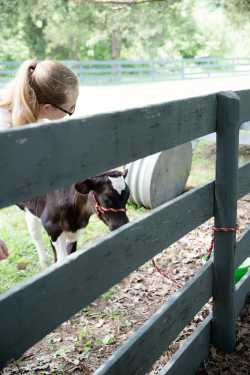 petting cow