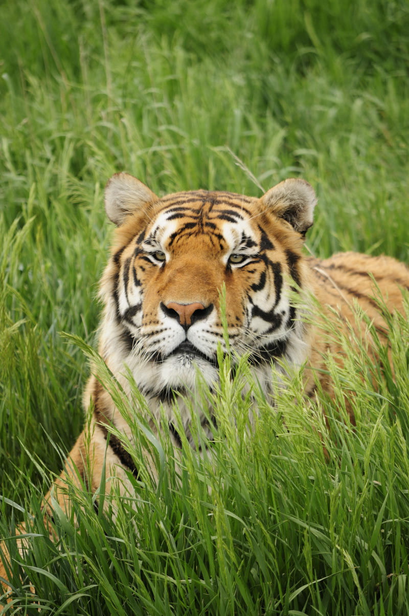Wild Animal Sanctuary Breaks World Record