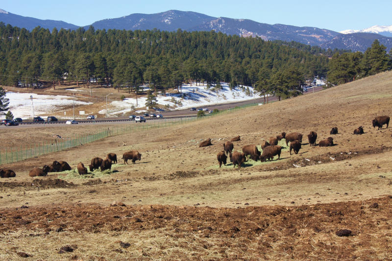 Buffalo Herd Overlook and Denver’s Bison History