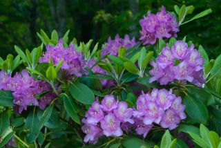Catawba rhododendron colors range from purple to magenta