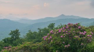 Rhododendron bloom atop Grandfather Mountain