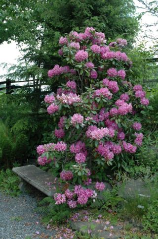 Catawba rhododendron in Daniel Boone Native Gardens