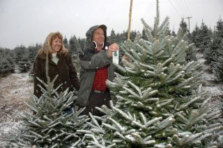 Choose & Cut the Perfect Christmas Tree | Boone, NC