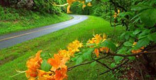 Flame Azalea | Blue Ridge Parkway near Boone