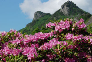 A showy Catawba rhododendron in full bloom
