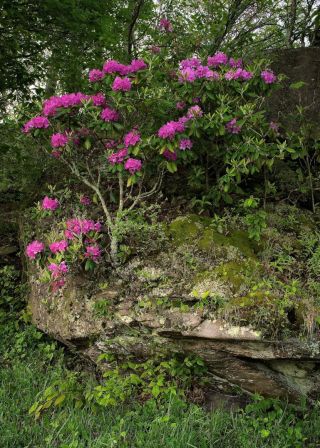 Rhododendron clings to a rock