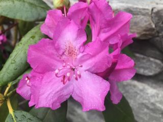 Native Appalachian Catawba Rhododendron