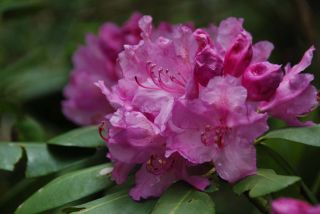 Catawba Rhododendron cluster