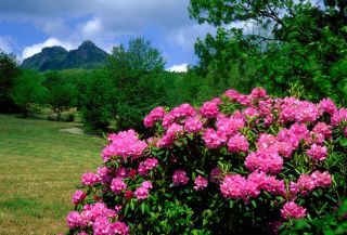 Rhododendron on MacRae Meadows