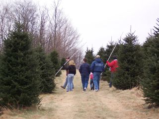 Christmas Tree Hunting is Fun for the Whole Family | Boone, NC