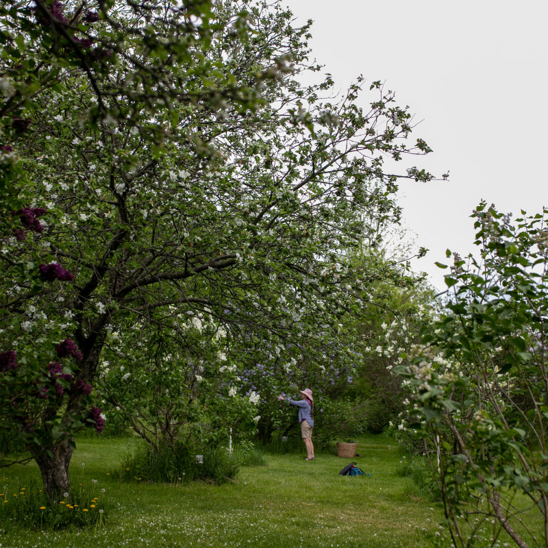 Cherry Valley Lilacs at Bates Hop House & Barracks