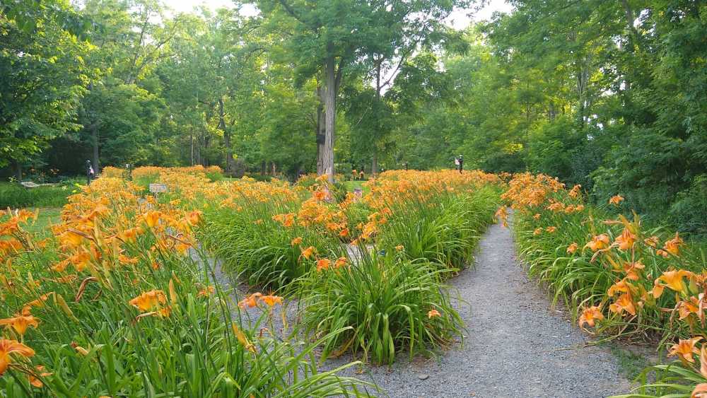 Lily Park Visit Schoharie County