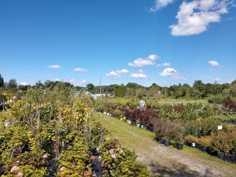 Guernsey's Schoharie Nurseries Visit Schoharie County
