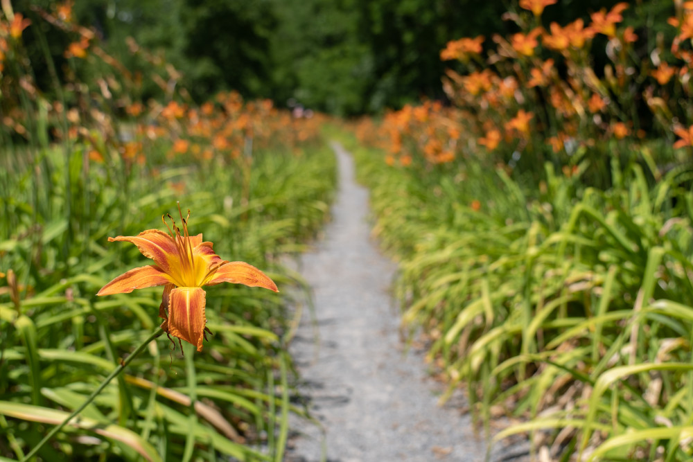 Lily Park Visit Schoharie County