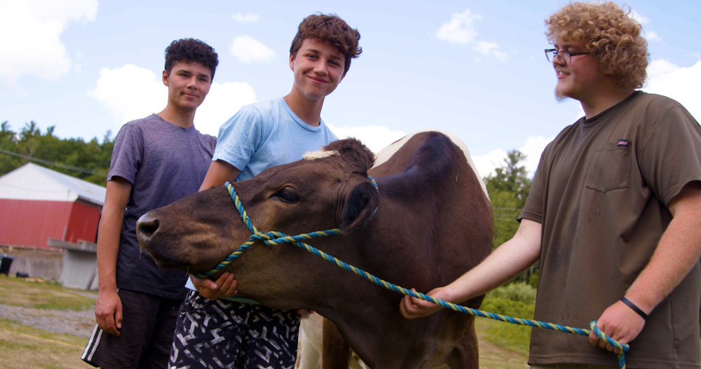Cow