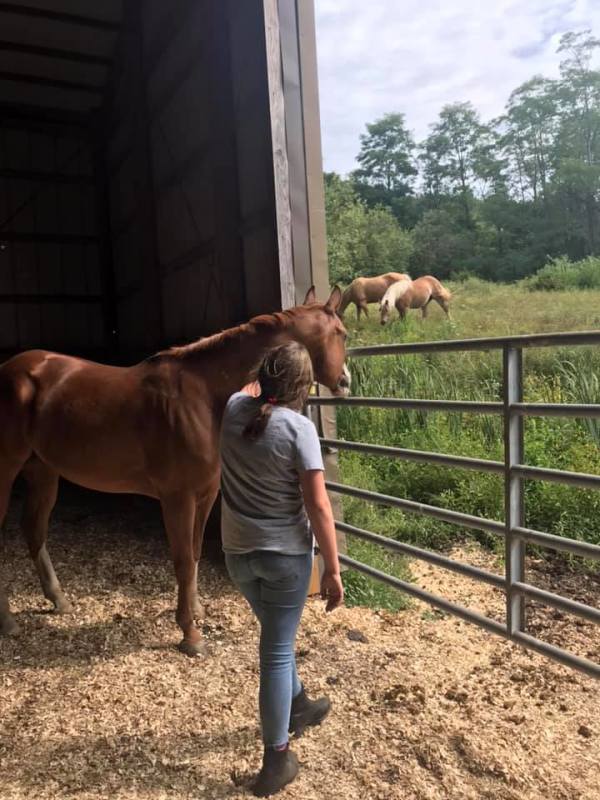 Thinking Horse