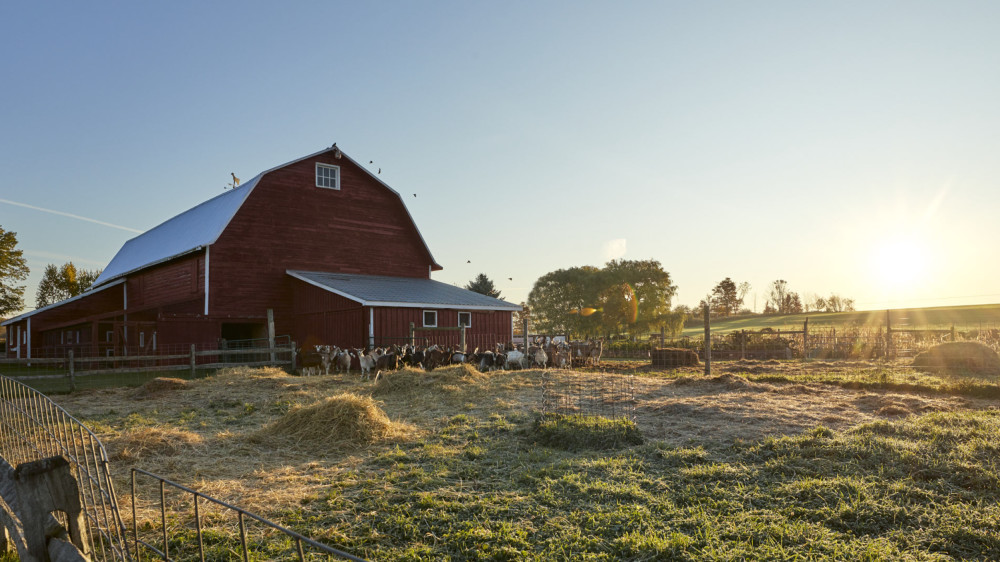 Goat Barn