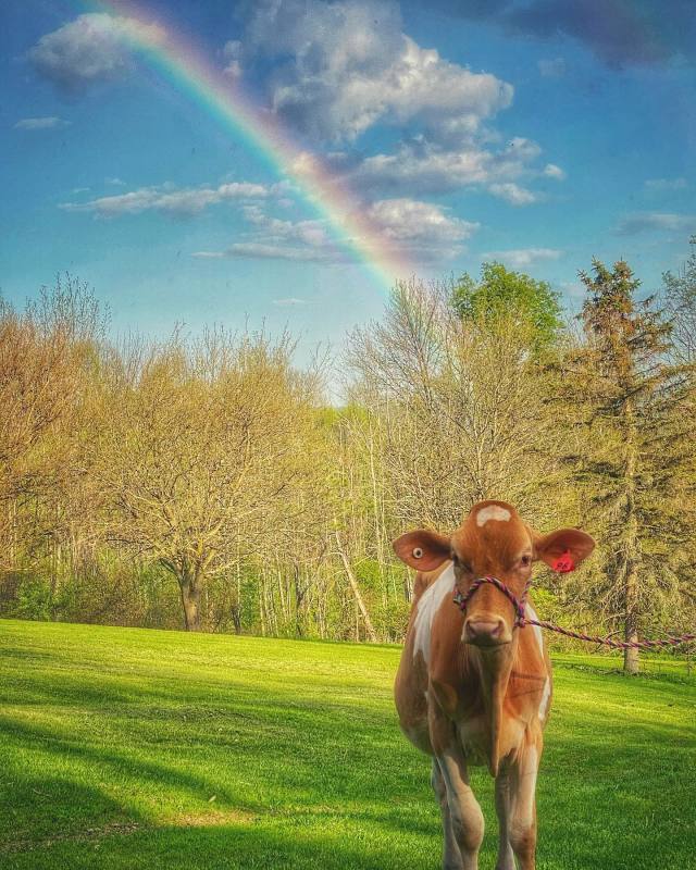 Cow and Rainbow